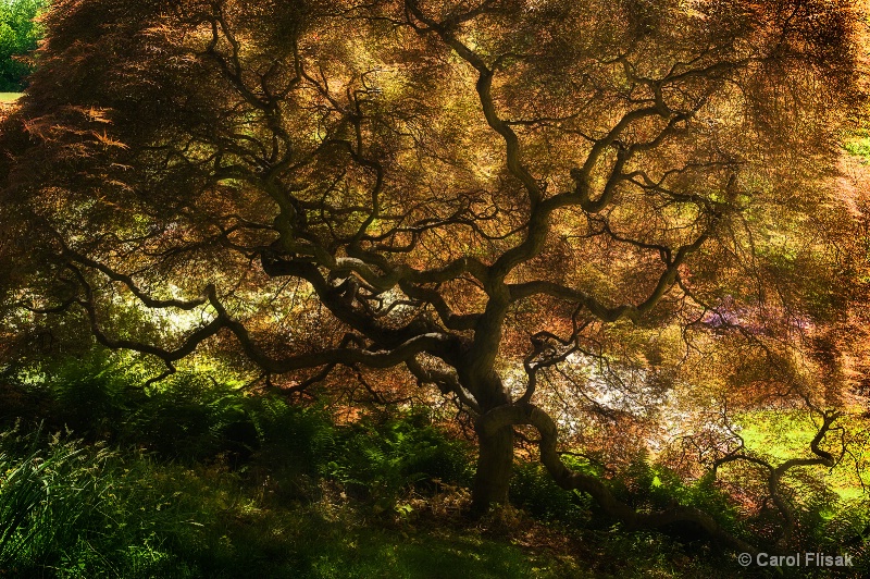 All Aglow - ID: 13938923 © Carol Flisak