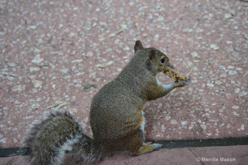 squirrel with chocolate chip cookie