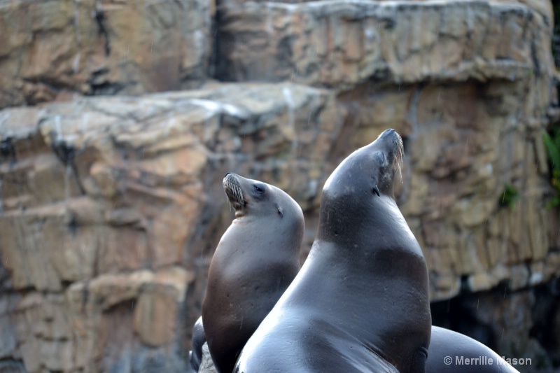 pair of harbor seals