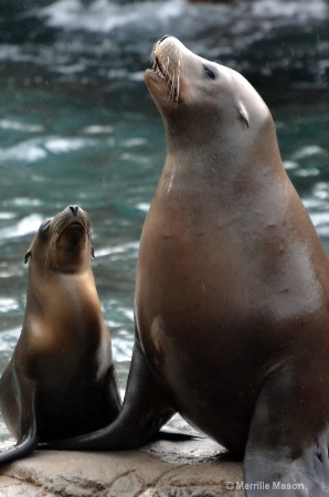 mama harbor seal and babe