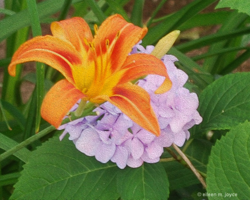 day lily and hydrangea