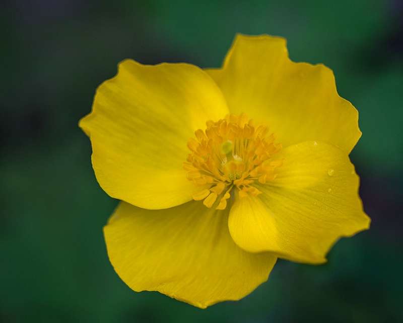 Wood Poppy