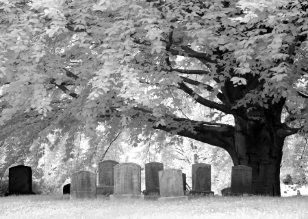 Copper Beech and Tombstones