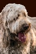 Goldendoodle