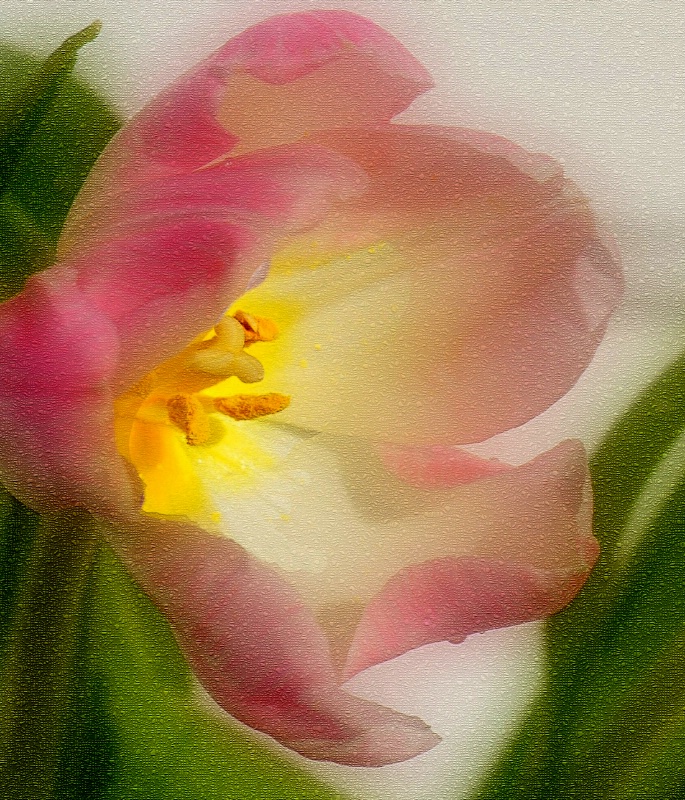 Tulip Textured