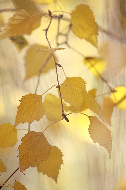 Magic light on the birch tree