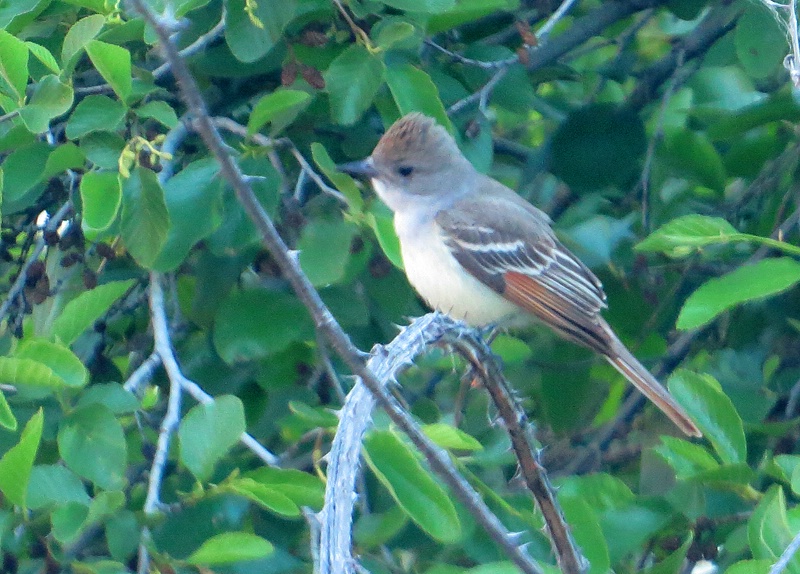 Ash-throated Flycatcher - ID: 13942996 © John Tubbs