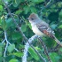 2Ash-throated Flycatcher - ID: 13942996 © John Tubbs