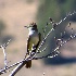 2Ash-throated Flycatcher - ID: 13943001 © John Tubbs