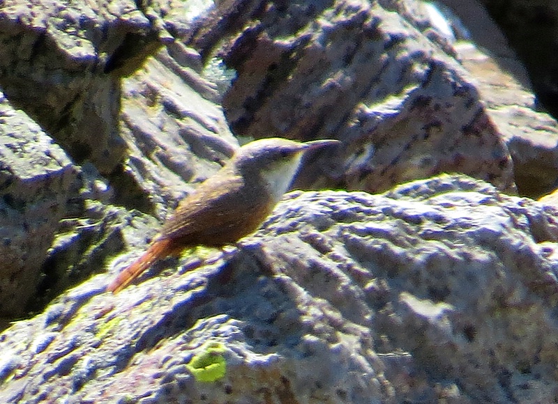 Canyon Wren - ID: 13943002 © John Tubbs