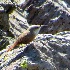 2Canyon Wren - ID: 13943002 © John Tubbs