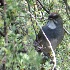 2Green-tailed Towhee - ID: 13943003 © John Tubbs