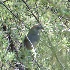 2Green-tailed Towhee - ID: 13943004 © John Tubbs