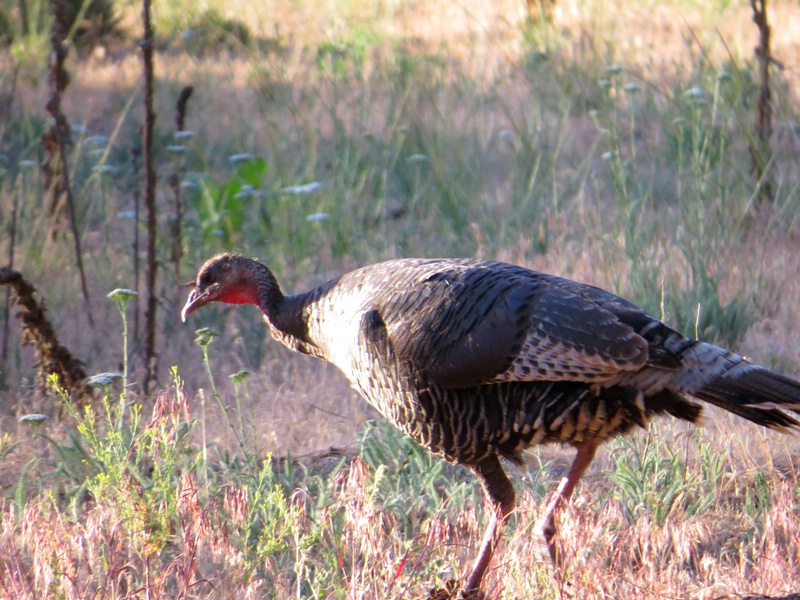 Wild Turkey - ID: 13943005 © John Tubbs