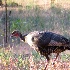 2Wild Turkey - ID: 13943005 © John Tubbs