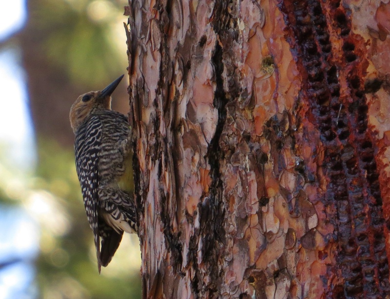 Williamson's Sapsucker - Female - ID: 13943006 © John Tubbs