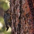 2Williamson's Sapsucker - Female - ID: 13943006 © John Tubbs