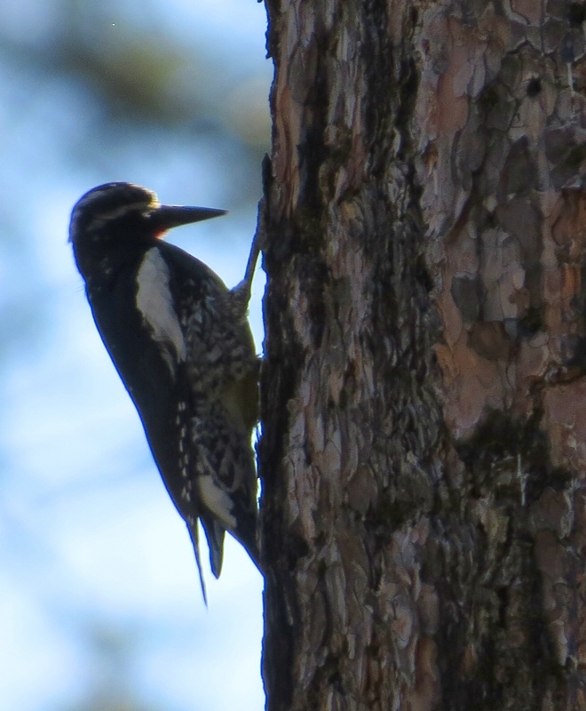 Williamson's Sapsucker - Male - ID: 13943007 © John Tubbs