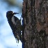 2Williamson's Sapsucker - Male - ID: 13943007 © John Tubbs