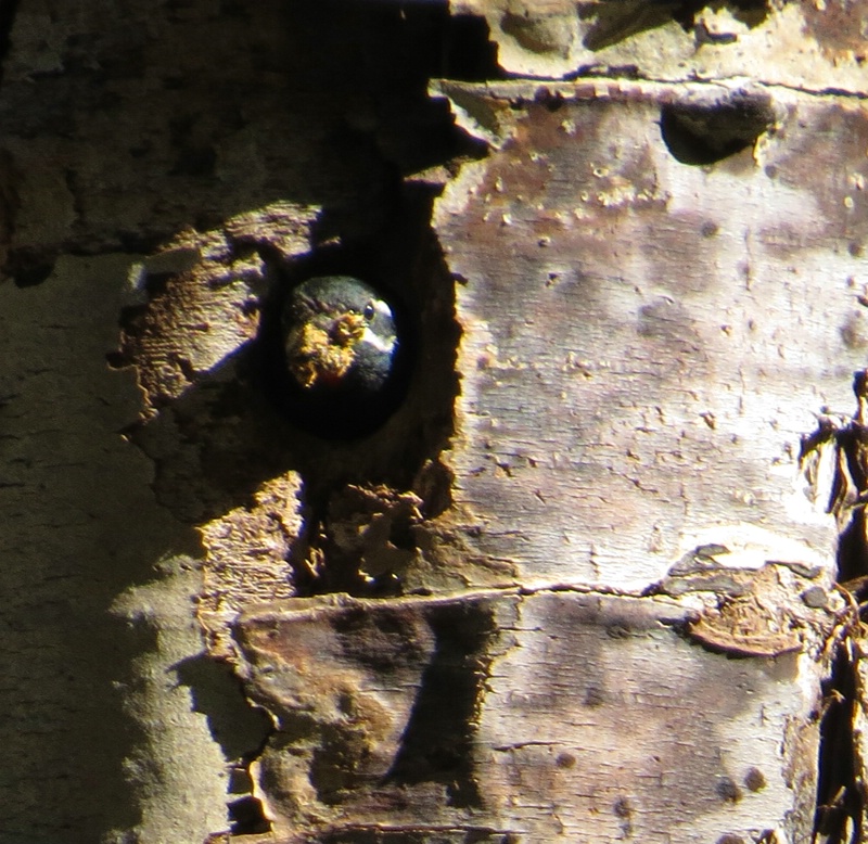 Williamson's Sapsucker Male - Nest Hole - ID: 13943008 © John Tubbs