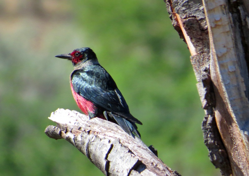 Lewis's Woodpecker - ID: 13943029 © John Tubbs