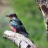 2Lewis's Woodpecker - ID: 13943029 © John Tubbs