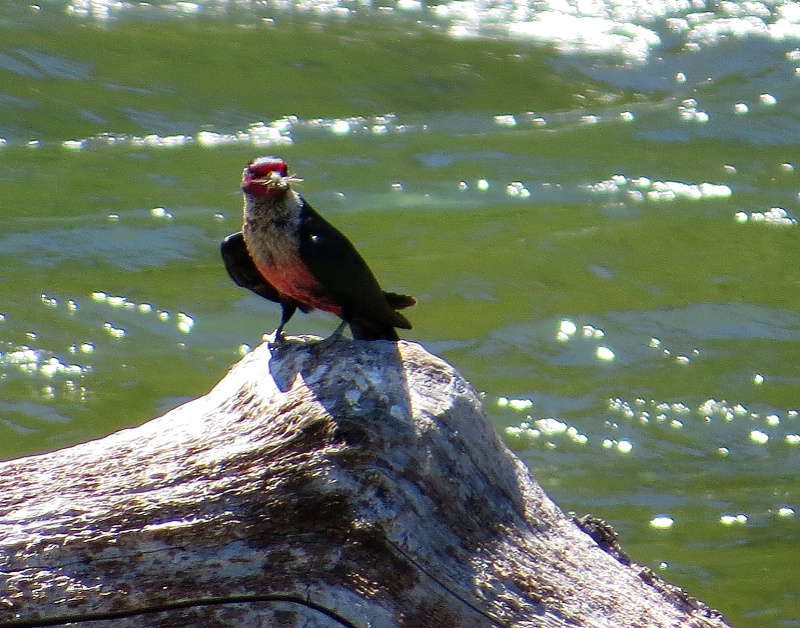 Lewis's Woodpecker Flycatching - ID: 13943030 © John Tubbs