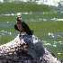 2Lewis's Woodpecker Flycatching - ID: 13943030 © John Tubbs