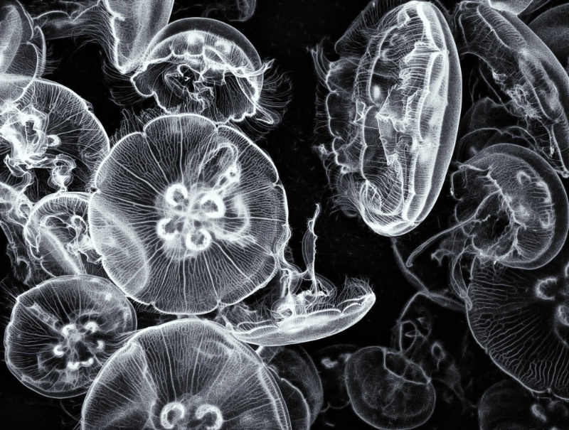 Fractured Jellies