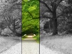 Follow 