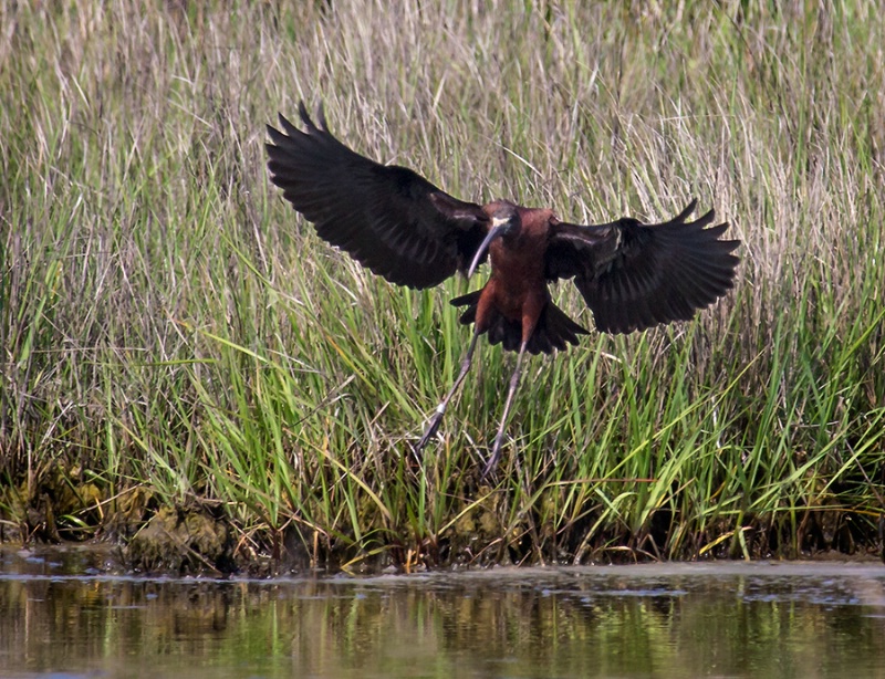 Glossy Ibis Landing