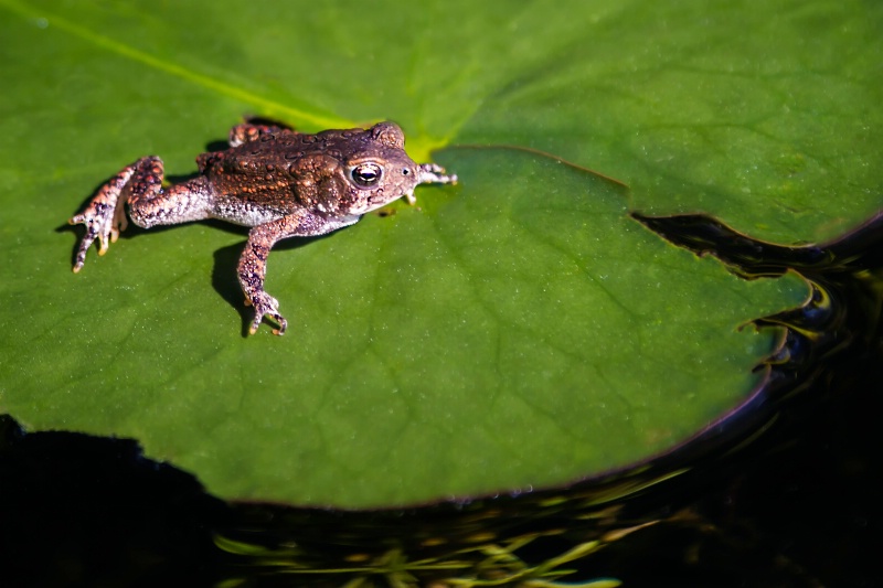 Tiny Frog