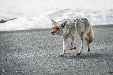 Wild Coyote