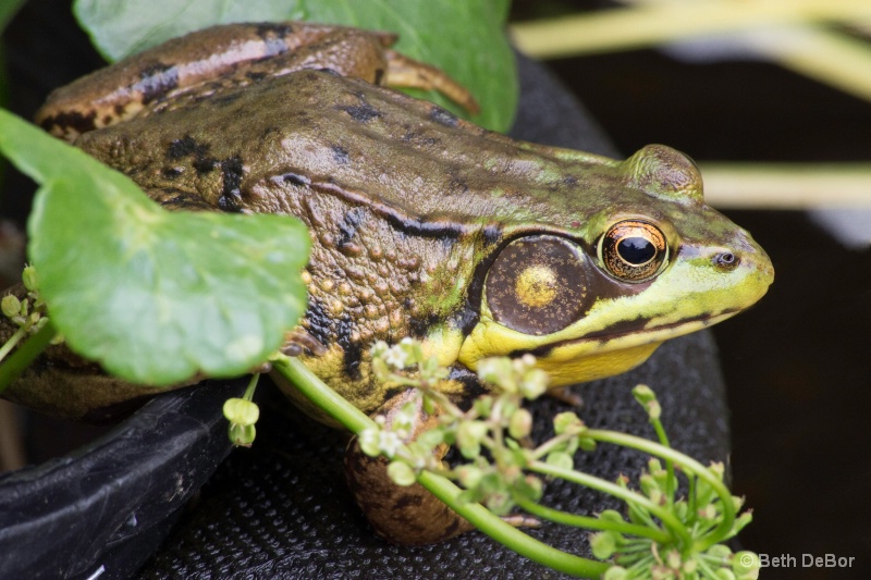 Backyard Frog