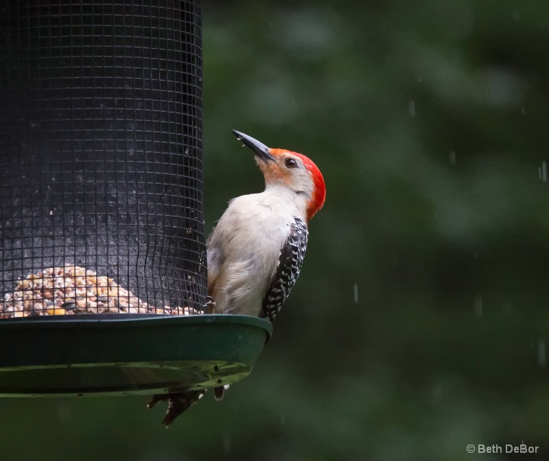 Woodpecker