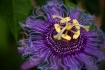 Crowned Flower