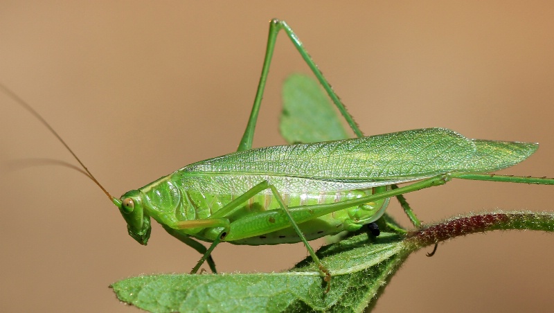 Katydid it