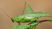 Katydid it