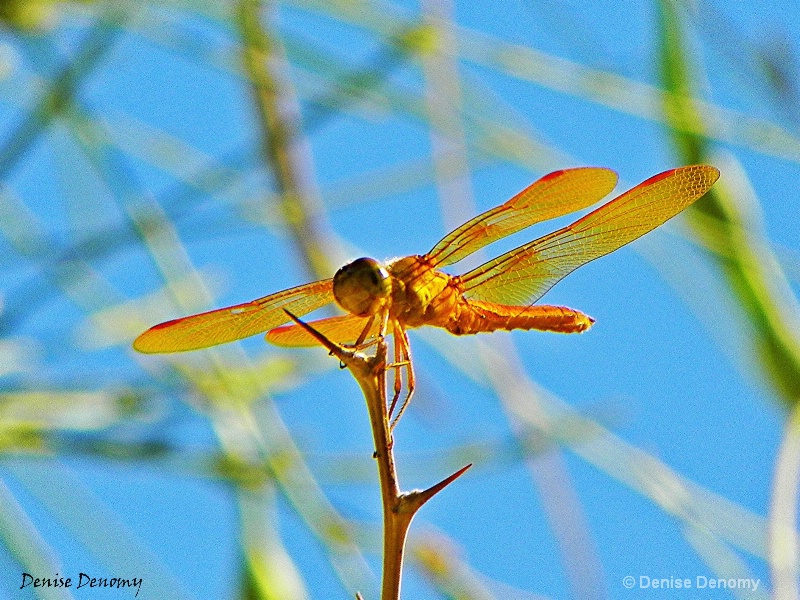 MEXICAN AMBERWING