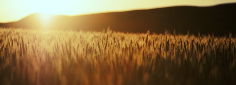 Wheat In Morning Sun