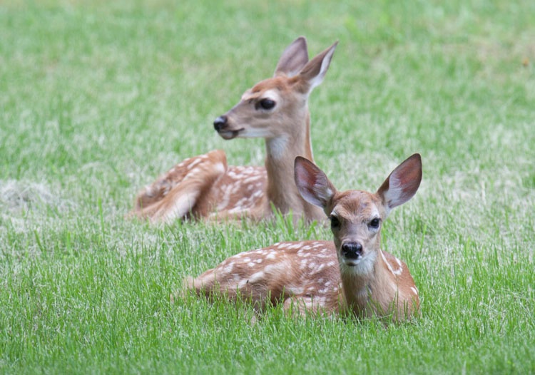 fawns waiting for mother