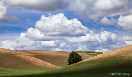Lone Tree in the Palouse Hills_Final