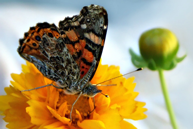 Painted Lady & Coreopsis