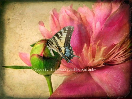 ~Peony with Butterfly~