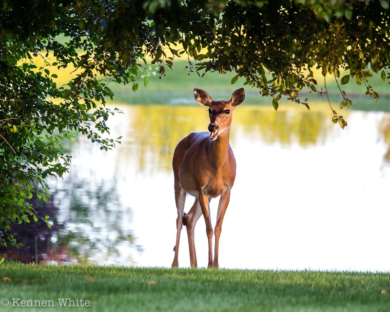Deer by Pond