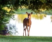 Deer by Pond