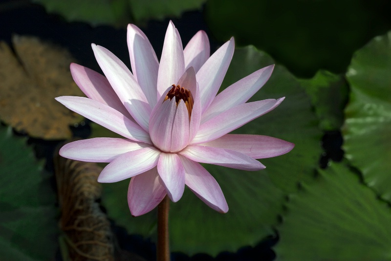 Pink Water Lily