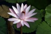 Pink Water Lily