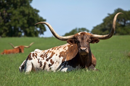 The Lazy Longhorn