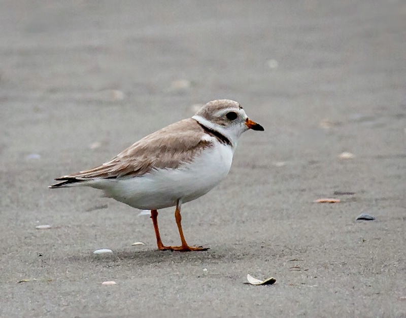 Piping Plover (An Endangered Species)